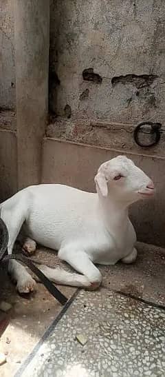Barbari Bakri / Goat For Sale / Bakra , Bakri For Sale