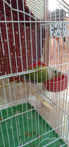 Monk parakeet Bird