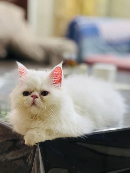 Persian Kitten 3