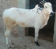 Bull for Qurbani 2024