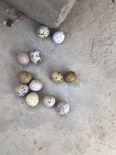 Quail (Batair) eggs