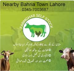 Sale of Qurbani Bakra For Lahore