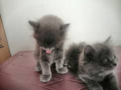 1 month kitten pair full gray colour with gray eyes single 12000