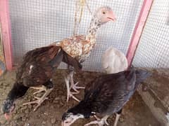 Aseel 5 month chicks available