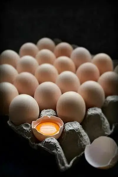 pure aseel muska lakha, bengum aseel, hera fertile eggs or chicks — photo 7