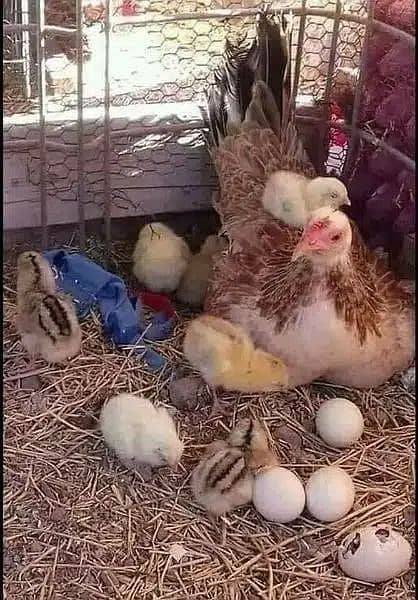 pure aseel muska lakha, bengum aseel, hera fertile eggs or chicks 6