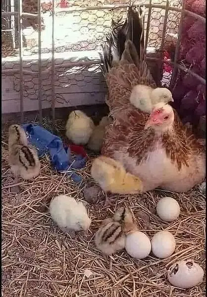 pure aseel muska lakha, bengum aseel, hera fertile eggs or chicks — photo 2