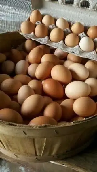 pure aseel muska lakha, bengum aseel, hera fertile eggs or chicks — photo 9