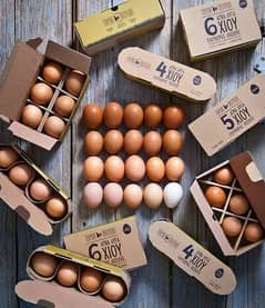 hera, muska, bengum fertile aseel organic egg RiR, Lohman, dasi eggs