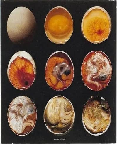 pure aseel muska lakha, bengum aseel, hera fertile eggs or chicks