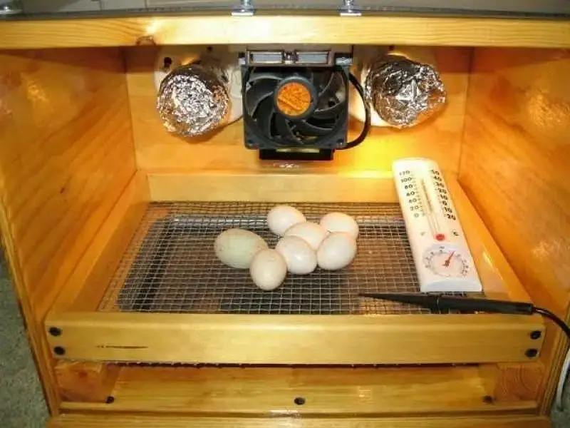 pure aseel muska lakha, bengum aseel, hera fertile eggs or chicks — photo 4