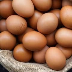 bengum pure aseel muska, hera fertile eggs or chicks for sale