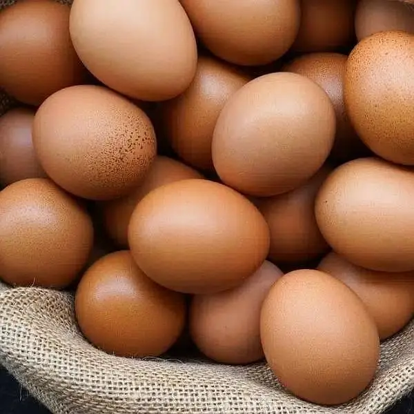 pure aseel muska lakha, bengum aseel, hera fertile eggs or chicks — photo 11
