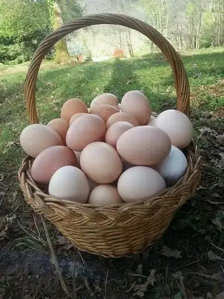 pure aseel muska lakha, bengum aseel, hera fertile eggs or chicks — photo 8