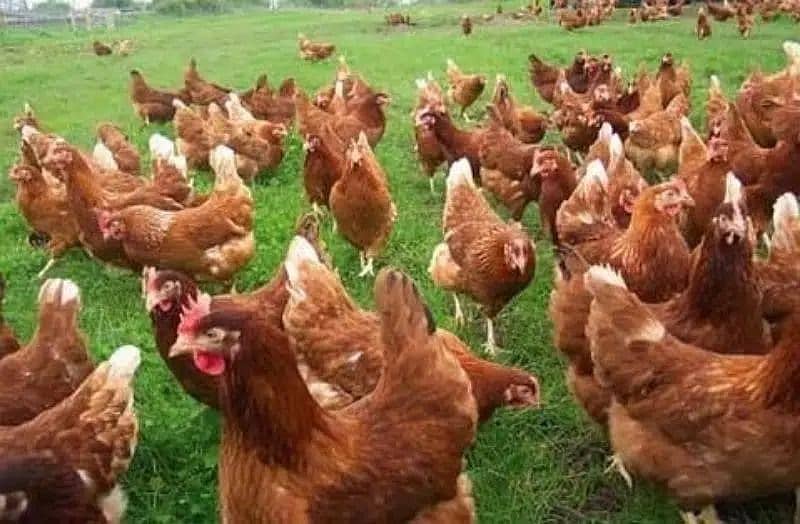 pure aseel muska lakha, bengum aseel, hera fertile eggs or chicks 13