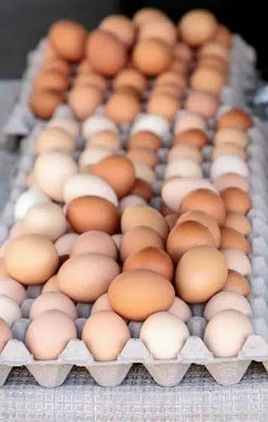 pure aseel muska lakha, bengum aseel, hera fertile eggs or chicks 15