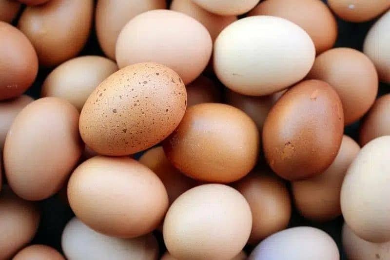 pure aseel muska lakha, bengum aseel, hera fertile eggs or chicks 19