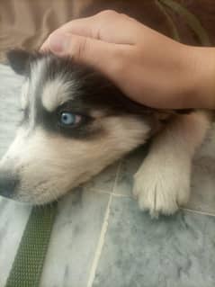 husky pure breed blue eye