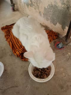 female cat For Sale