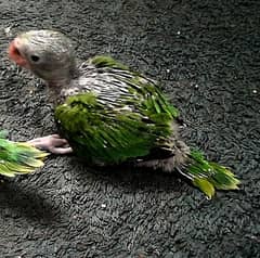 Ringneck parrot for sell 6000 perpiece