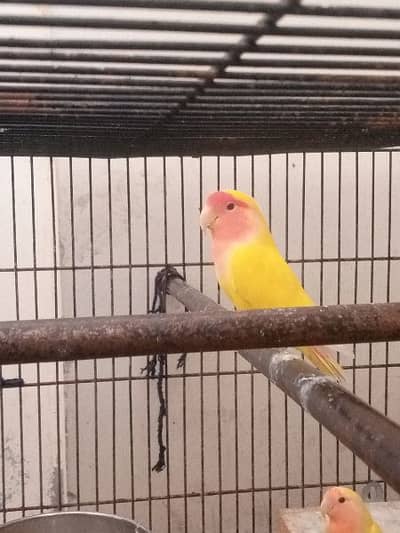 Latina lovebird
