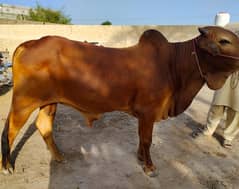 cow for sale / wacha / vehra / sahiwali nasal cow