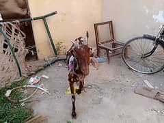 dasi goat for sale.