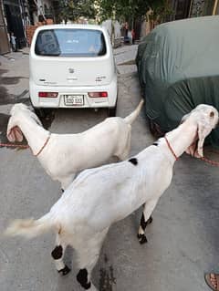 rajanpuri goats
