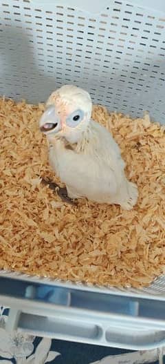 coreela cacato chick 2 month