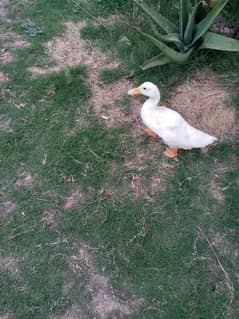 dasi ducks for sale