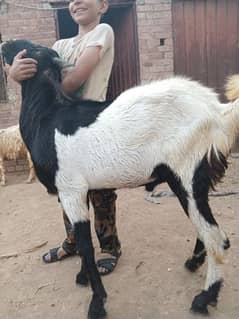 Bakra and chatra for sale Qurbani Healthy and active