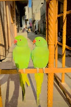 Ringneck pair four sell