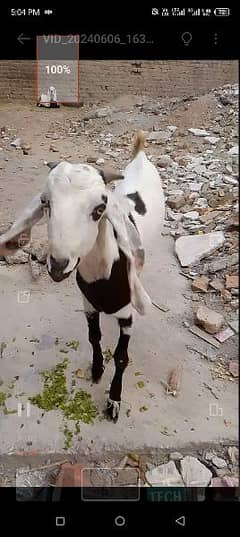 Bakra for sale 19 month age hy