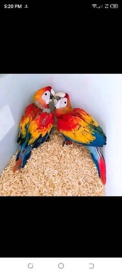 blue and red macaw chick for sale WhatsApp 0330*7629*885