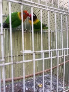 love bird breeder pair