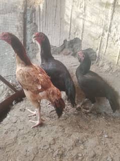 تین مرغیاں اصیل جس کو اکٹھی چاہیے وہ رابطہ کریں Full and fainal