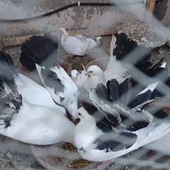 Beautiful Pigeons Kaabootars