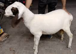 kajla/dumba/qurbani / bakra for sale/sheep/chahtra