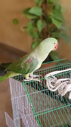 Green parrot (electus) for sale