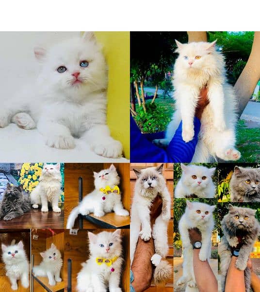 Persian Punch face triple coat cat Kitten Cats 1088846876