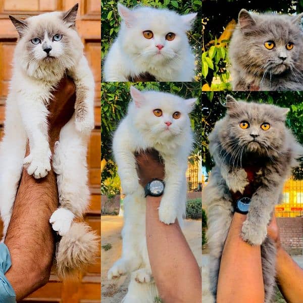 Persian Punch face triple coat cat Kitten Cats 1088846876