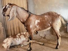 Goat| Qurbani ka bakra| Sheep| Desi Bakra for sale 03475248760 0