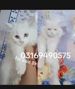 Persian cat/male kitten/  triple coated/doll  face cat, kitten