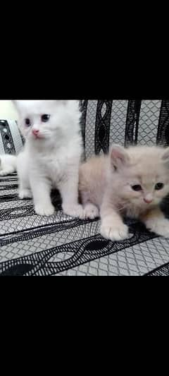 PERSION KITTENS TRIPLE COATED FOR SALE 3FEMALE AND 2MALE