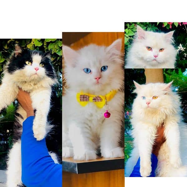 Persian Punch face triple coat cat Kitten Cats 1088848035