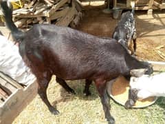 female goat for sale 2adad