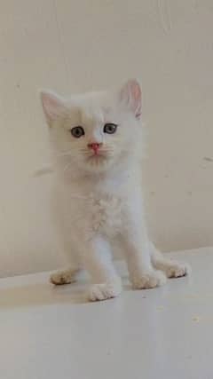 beautiful male kitten for sale. . what's app 03032449349
