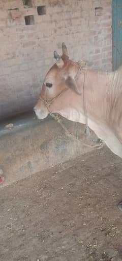 Mix cows for sale only srious log please rabta kry