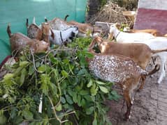 Goat bkray makhi cheena ,rajanpuri available of different ranges