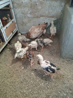 Desi murghi, Desi and Aseel chicks, Desi eggs also available for sale